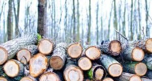 Ръководство за начинаещи за дробилки за клони